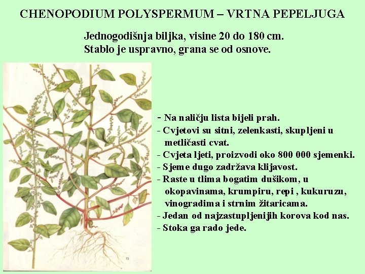 CHENOPODIUM POLYSPERMUM – VRTNA PEPELJUGA Jednogodišnja biljka, visine 20 do 180 cm. Stablo je