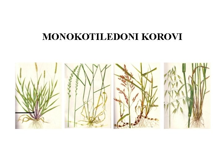 MONOKOTILEDONI KOROVI 