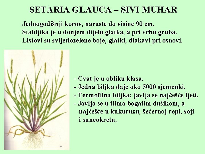 SETARIA GLAUCA – SIVI MUHAR Jednogodišnji korov, naraste do visine 90 cm. Stabljika je
