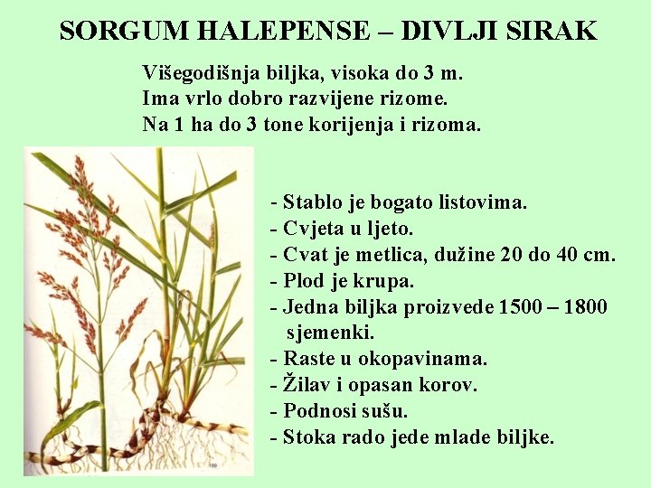 SORGUM HALEPENSE – DIVLJI SIRAK Višegodišnja biljka, visoka do 3 m. Ima vrlo dobro