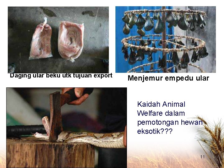 Daging ular beku utk tujuan export Menjemur empedu ular Kaidah Animal Welfare dalam pemotongan