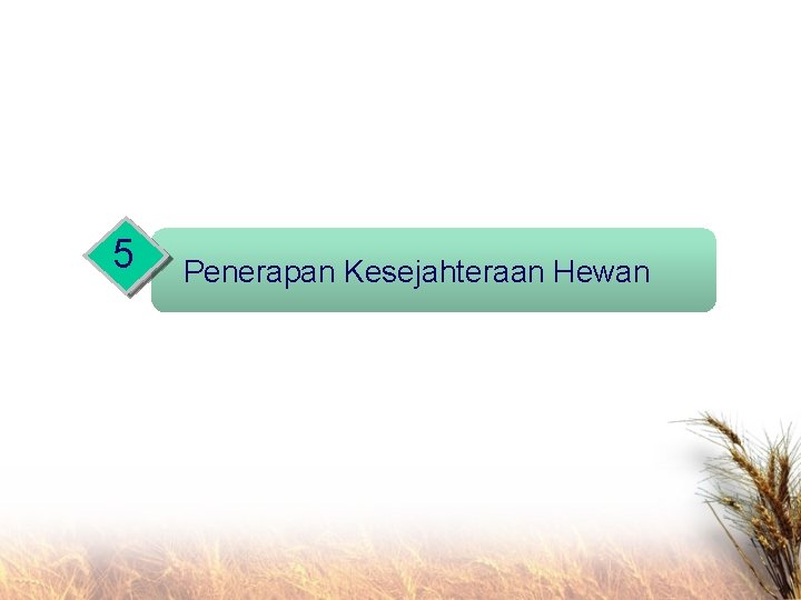 5 Penerapan Kesejahteraan Hewan 