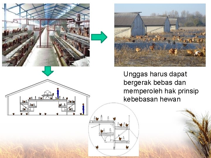 Unggas harus dapat bergerak bebas dan memperoleh hak prinsip kebebasan hewan 