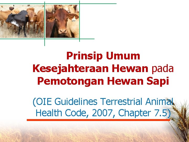 Prinsip Umum Kesejahteraan Hewan pada Pemotongan Hewan Sapi (OIE Guidelines Terrestrial Animal Health Code,