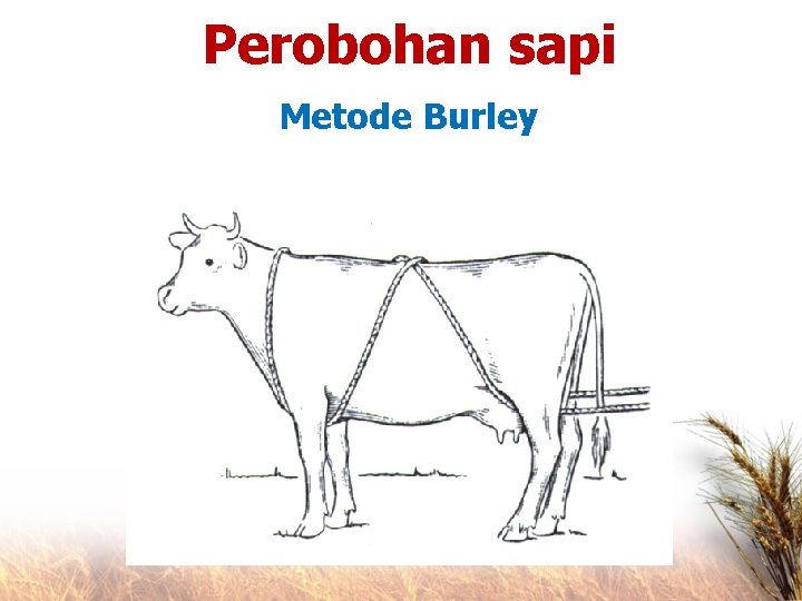 Perobohan sapi Metode Burley 