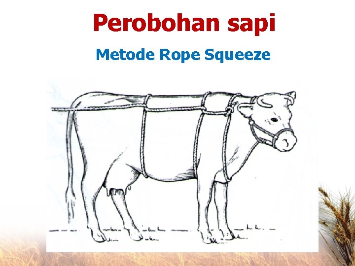 Perobohan sapi Metode Rope Squeeze 