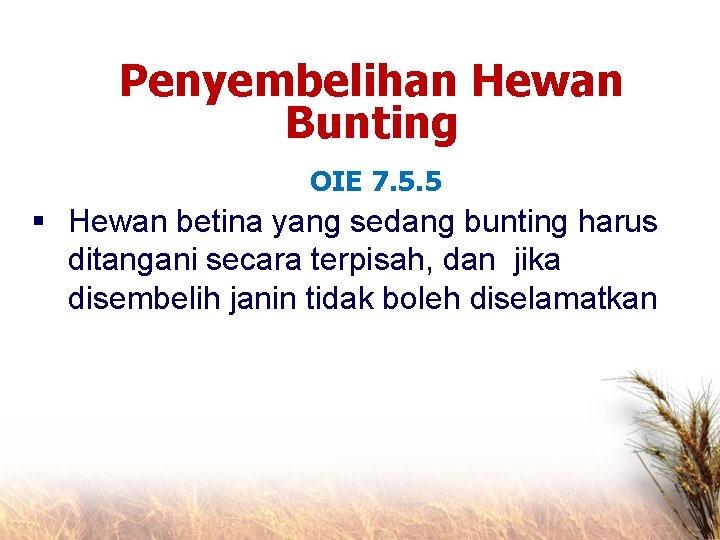 Penyembelihan Hewan Bunting OIE 7. 5. 5 § Hewan betina yang sedang bunting harus