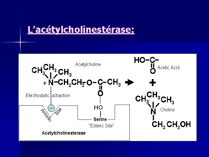 L’acétylcholinestérase: 