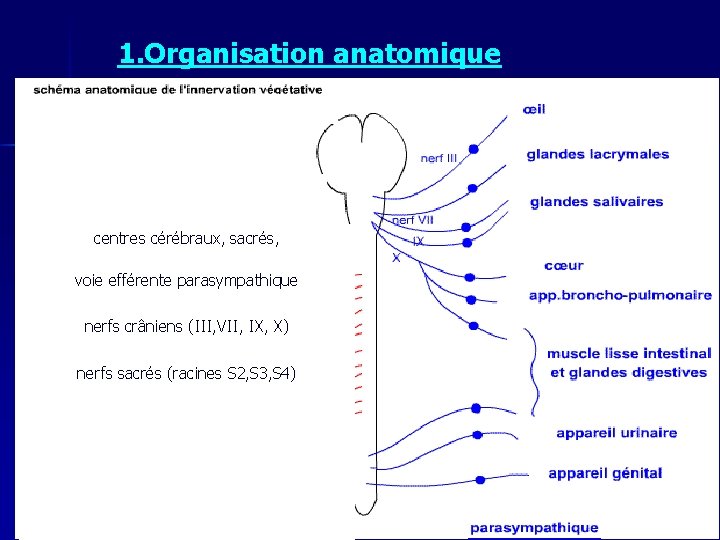 1. Organisation anatomique centres cérébraux, sacrés, voie efférente parasympathique nerfs crâniens (III, VII, IX,