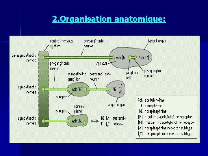 2. Organisation anatomique: 