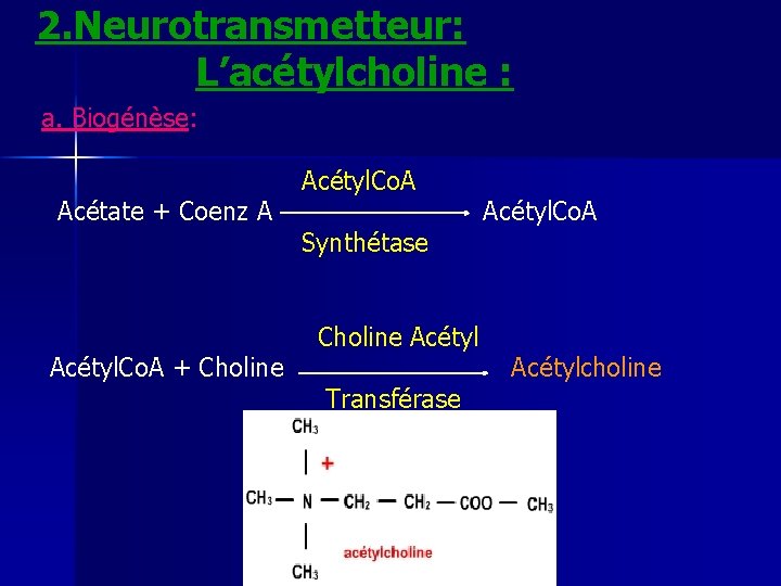 2. Neurotransmetteur: L’acétylcholine : a. Biogénèse: Acétate + Coenz A Acétyl. Co. A +