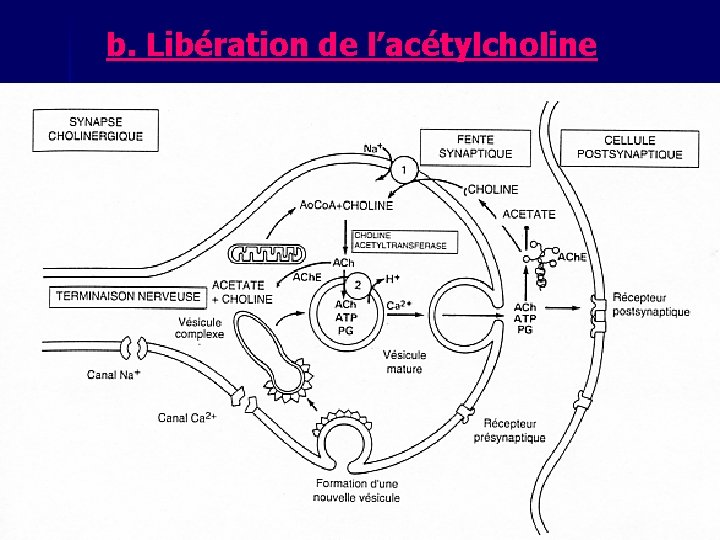 b. Libération de l’acétylcholine 