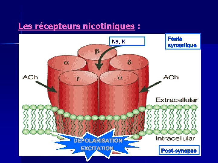 Les récepteurs nicotiniques : Na, K 