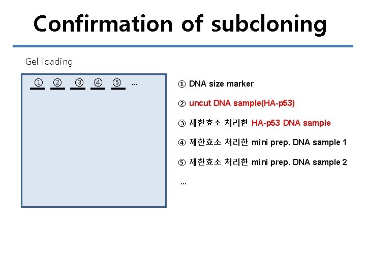 Confirmation of subcloning Gel loading ① ② ③ ④ ⑤ … ① DNA size