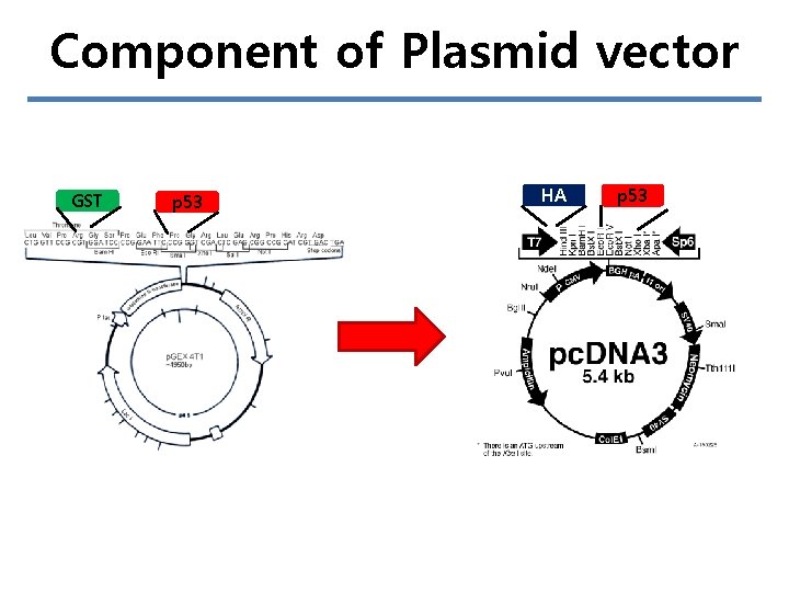 Component of Plasmid vector GST p 53 HA p 53 