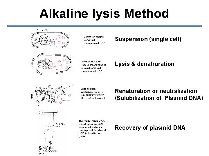 Alkaline lysis Method Suspension (single cell) Lysis & denatruration Renaturation or neutralization (Solubilization of