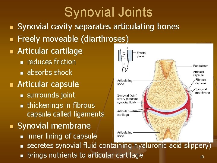 Synovial Joints n n n Synovial cavity separates articulating bones Freely moveable (diarthroses) Articular
