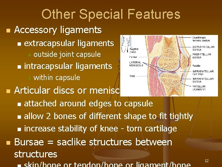 Other Special Features n Accessory ligaments n extracapsular ligaments n n intracapsular ligaments n