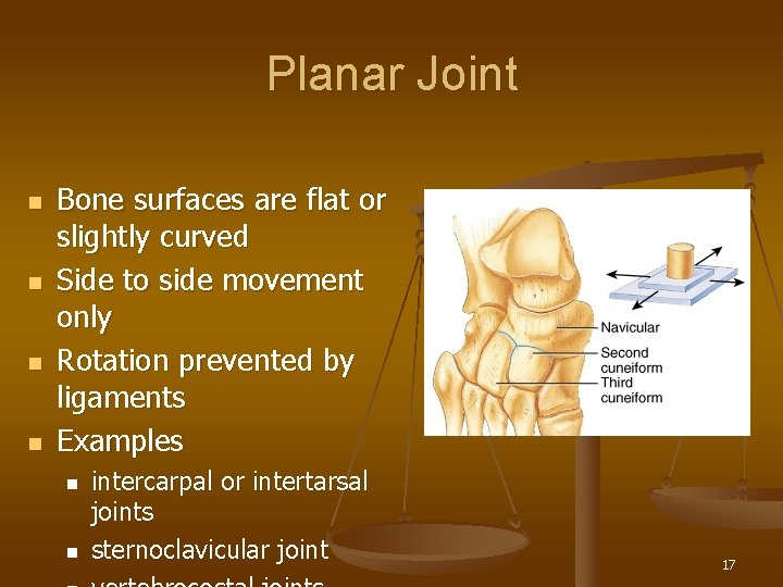 Planar Joint n n Bone surfaces are flat or slightly curved Side to side