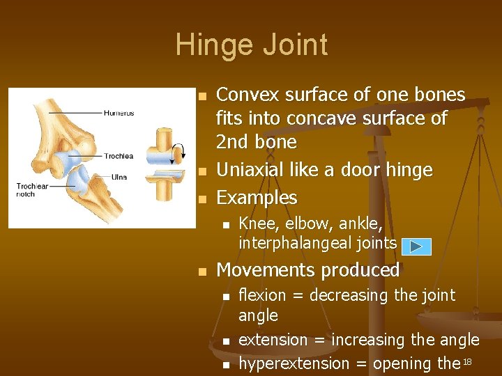 Hinge Joint n n n Convex surface of one bones fits into concave surface