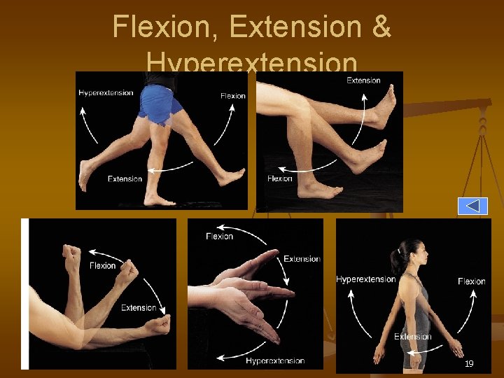 Flexion, Extension & Hyperextension 19 