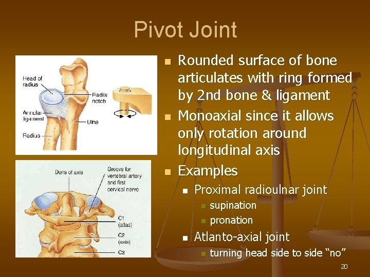 Pivot Joint n n n Rounded surface of bone articulates with ring formed by
