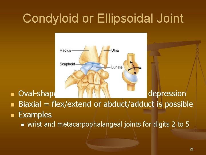 Condyloid or Ellipsoidal Joint n n n Oval-shaped projection fits into oval depression Biaxial