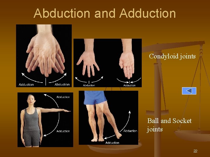 Abduction and Adduction Condyloid joints Ball and Socket joints 22 