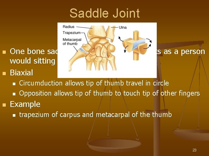 Saddle Joint n n One bone saddled-shaped; other bone fits as a person would