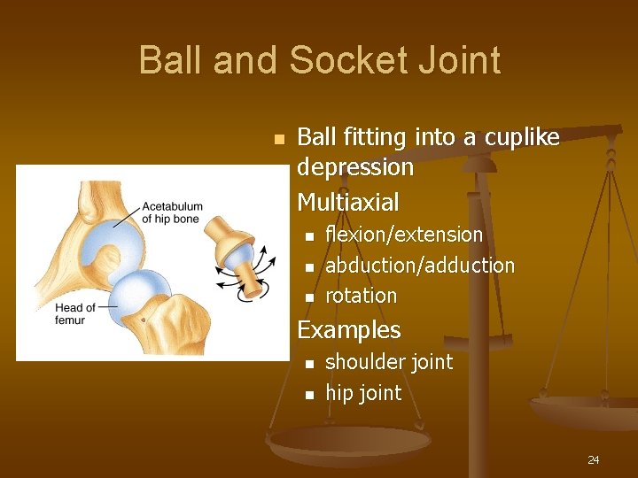 Ball and Socket Joint n n Ball fitting into a cuplike depression Multiaxial n