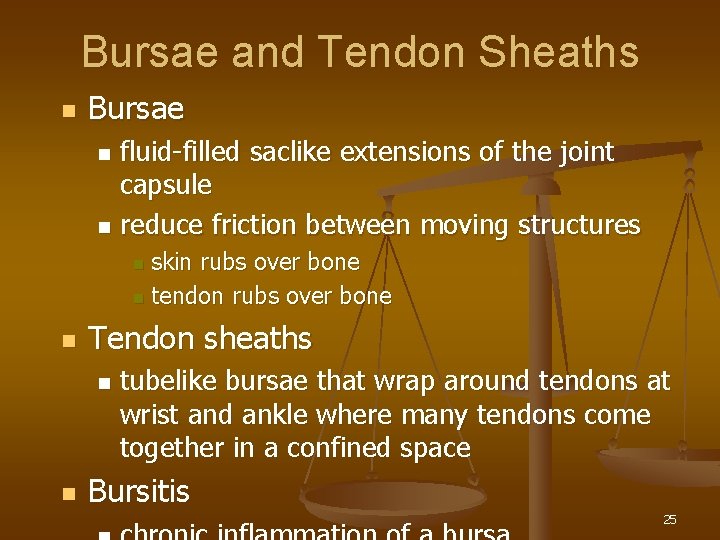 Bursae and Tendon Sheaths n Bursae fluid-filled saclike extensions of the joint capsule n