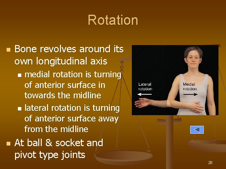 Rotation n Bone revolves around its own longitudinal axis medial rotation is turning of