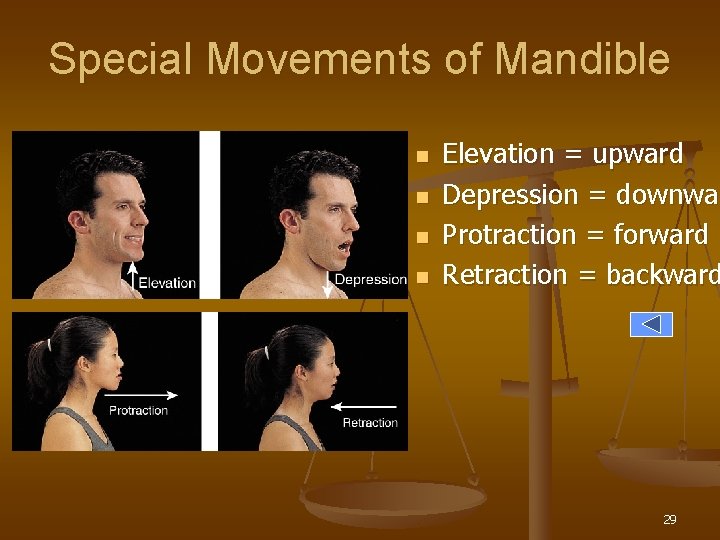 Special Movements of Mandible n n Elevation = upward Depression = downwar Protraction =