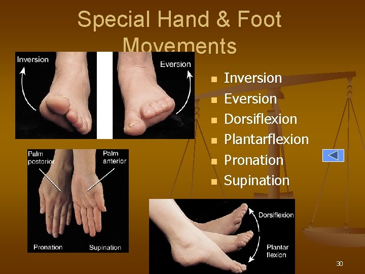 Special Hand & Foot Movements n n n Inversion Eversion Dorsiflexion Plantarflexion Pronation Supination