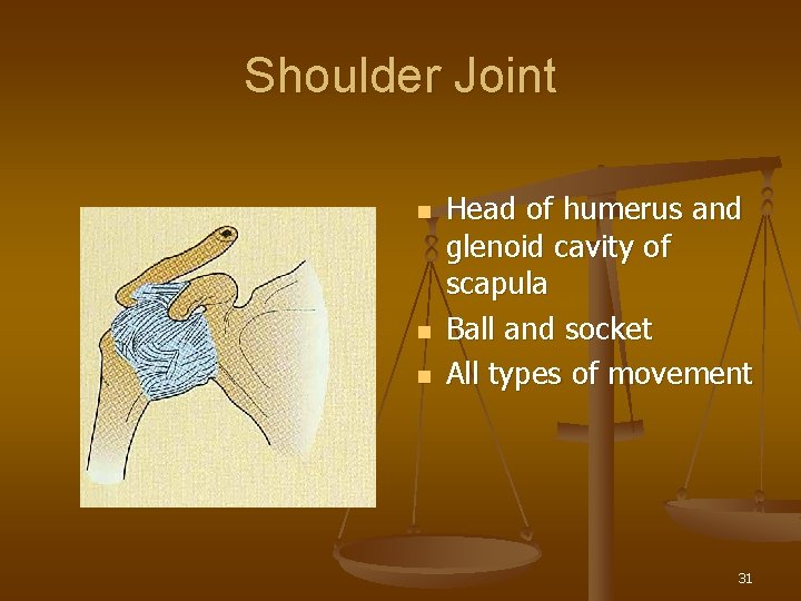 Shoulder Joint n n n Head of humerus and glenoid cavity of scapula Ball