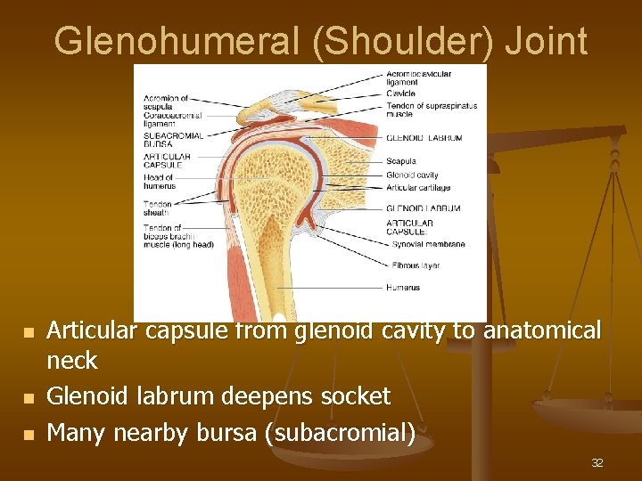 Glenohumeral (Shoulder) Joint n n n Articular capsule from glenoid cavity to anatomical neck