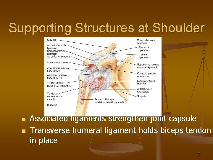 Supporting Structures at Shoulder n n Associated ligaments strengthen joint capsule Transverse humeral ligament