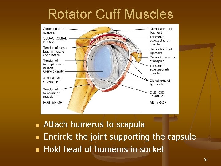 Rotator Cuff Muscles n n n Attach humerus to scapula Encircle the joint supporting
