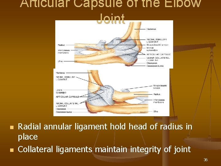 Articular Capsule of the Elbow Joint n n Radial annular ligament hold head of