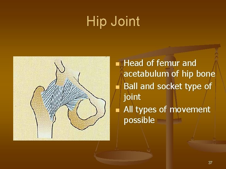 Hip Joint n n n Head of femur and acetabulum of hip bone Ball