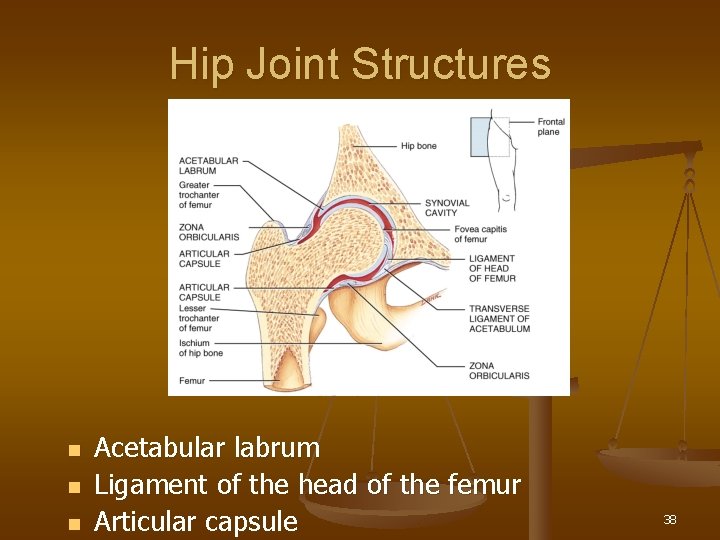 Hip Joint Structures n n n Acetabular labrum Ligament of the head of the