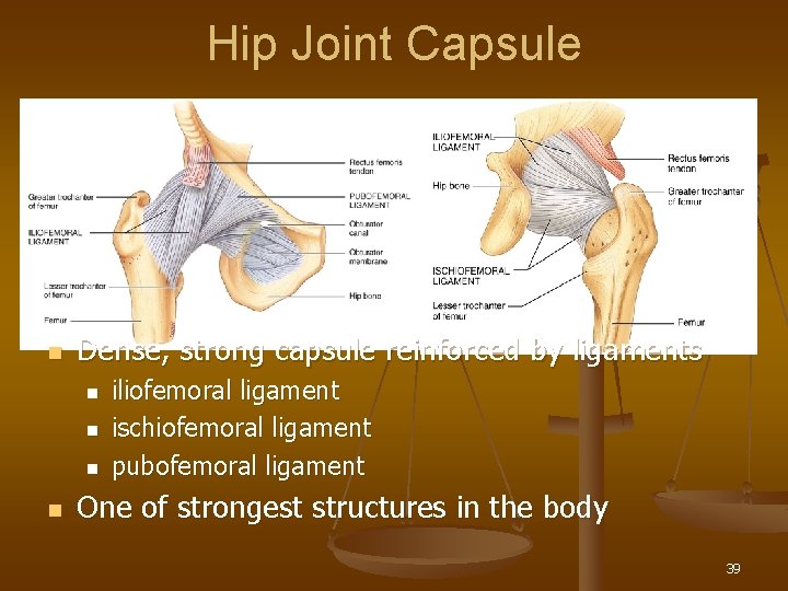 Hip Joint Capsule n Dense, strong capsule reinforced by ligaments n n iliofemoral ligament