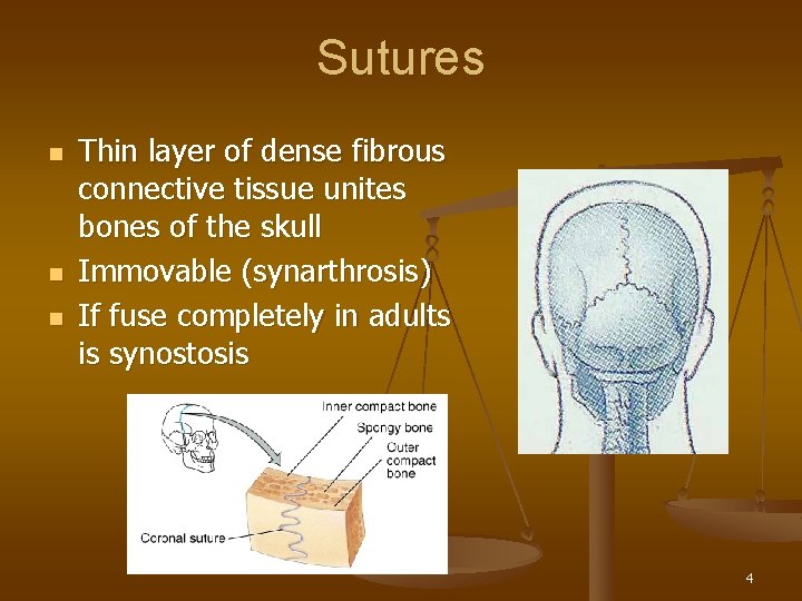 Sutures n n n Thin layer of dense fibrous connective tissue unites bones of