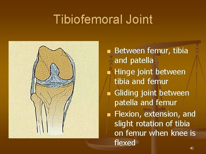 Tibiofemoral Joint n n Between femur, tibia and patella Hinge joint between tibia and