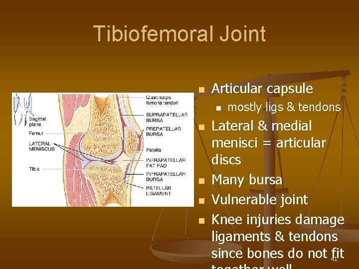 Tibiofemoral Joint n Articular capsule n n n mostly ligs & tendons Lateral &
