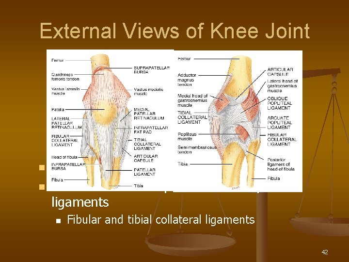 External Views of Knee Joint n n Patella is part of joint capsule anteriorly