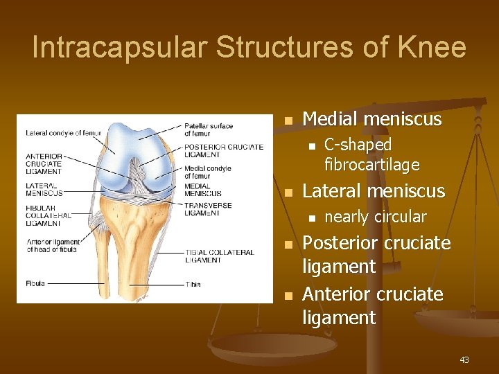 Intracapsular Structures of Knee n Medial meniscus n n Lateral meniscus n n n