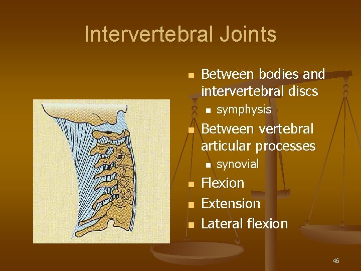 Intervertebral Joints n Between bodies and intervertebral discs n n Between vertebral articular processes