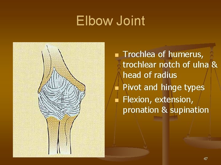 Elbow Joint n n n Trochlea of humerus, trochlear notch of ulna & head