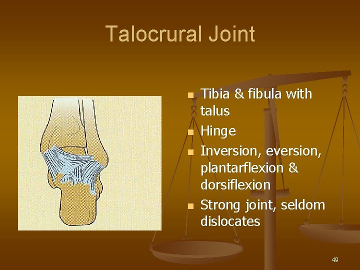 Talocrural Joint n n Tibia & fibula with talus Hinge Inversion, eversion, plantarflexion &